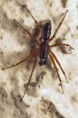 /album/linyphiidae/neriene-clathrata-m-jpg/